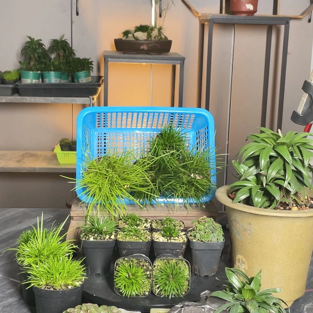 【闪购商品】不开花植物