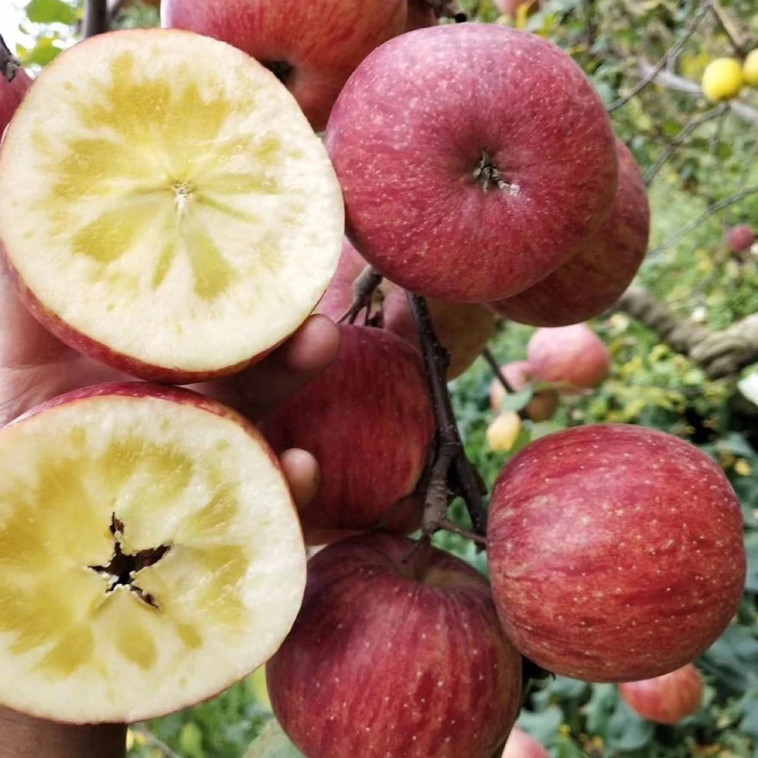 阿坝州茂县糖心苹果10斤大果包邮