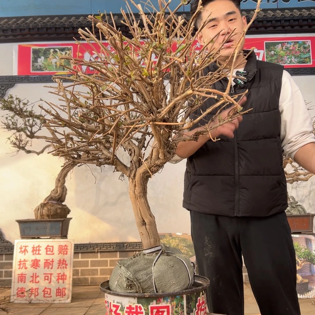 无花朵金银开花258865599