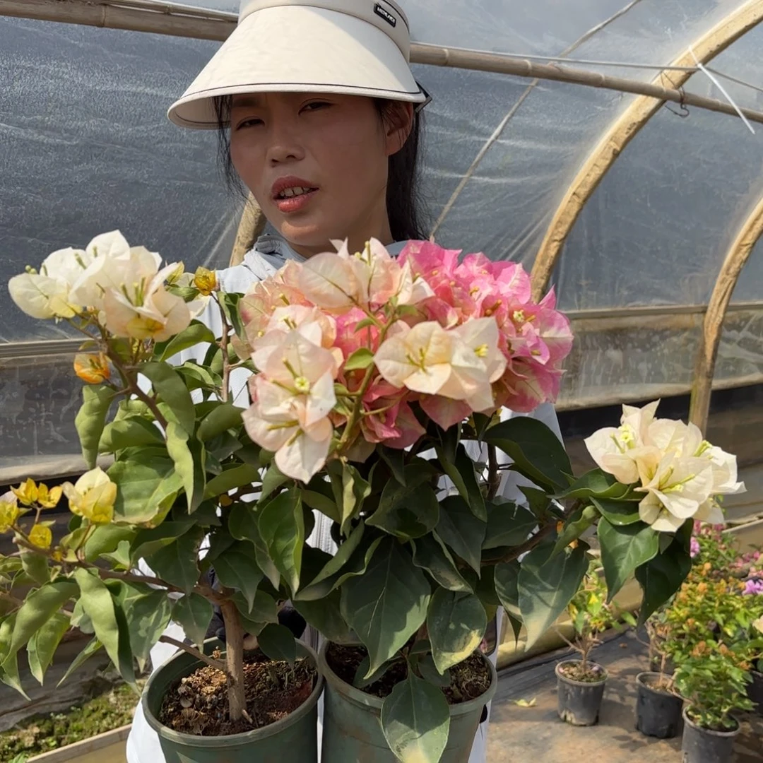 完全开放（凤凰）三角梅会落花落叶苗有大有小