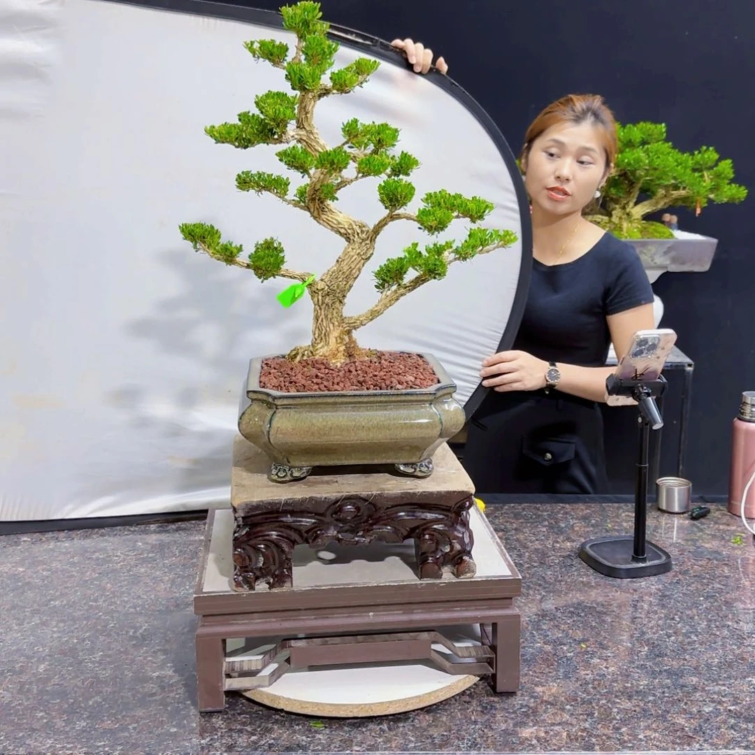 当前无花朵，栽培后可花朵家***金