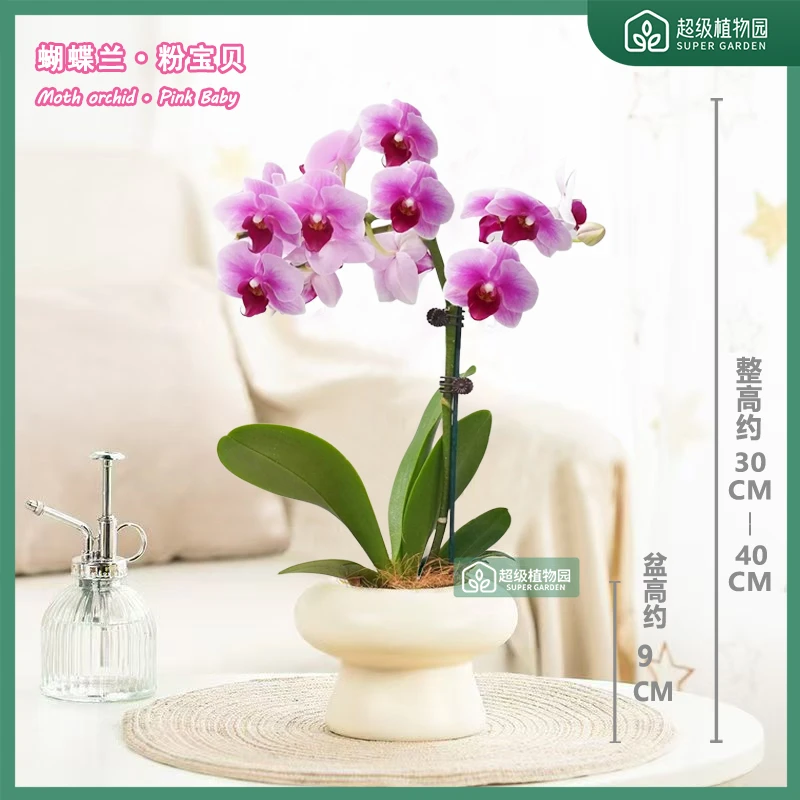 【1-2花剑带花带花苞发货】蝴蝶兰盆栽稀有花卉绿植多季开花粉宝贝