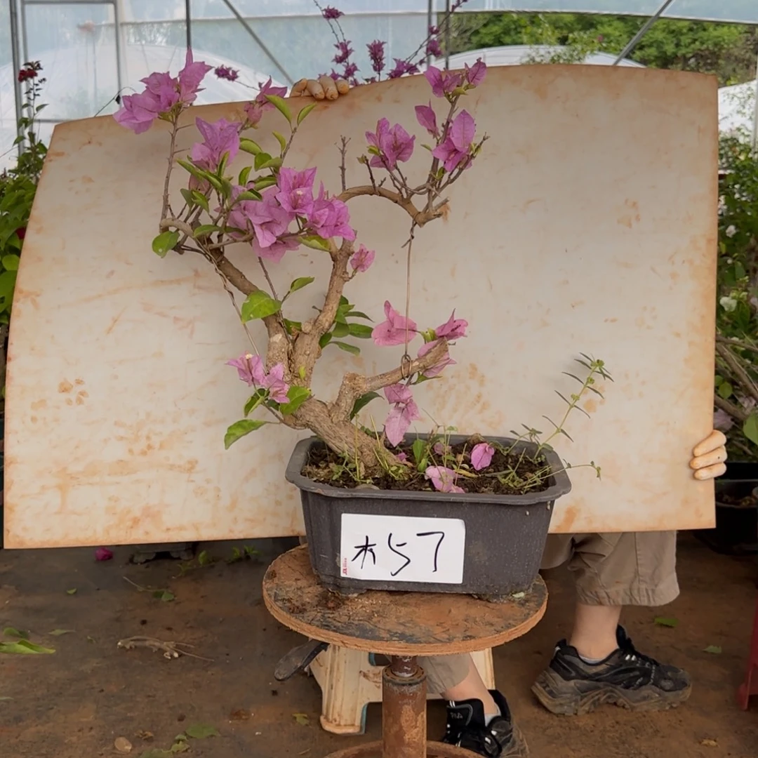 大部分花苞少量开放金夫人 57木