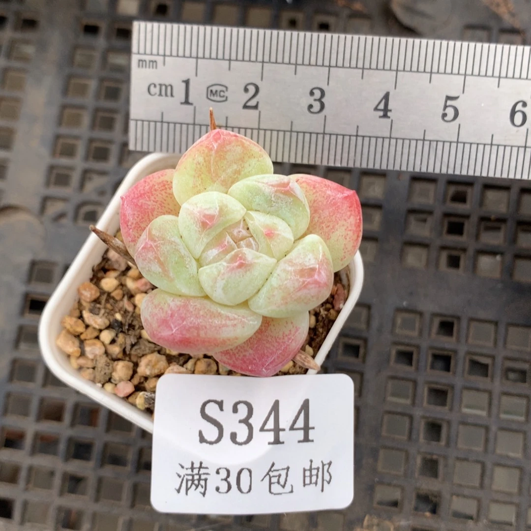 344石化小树冰玉冠服3.5