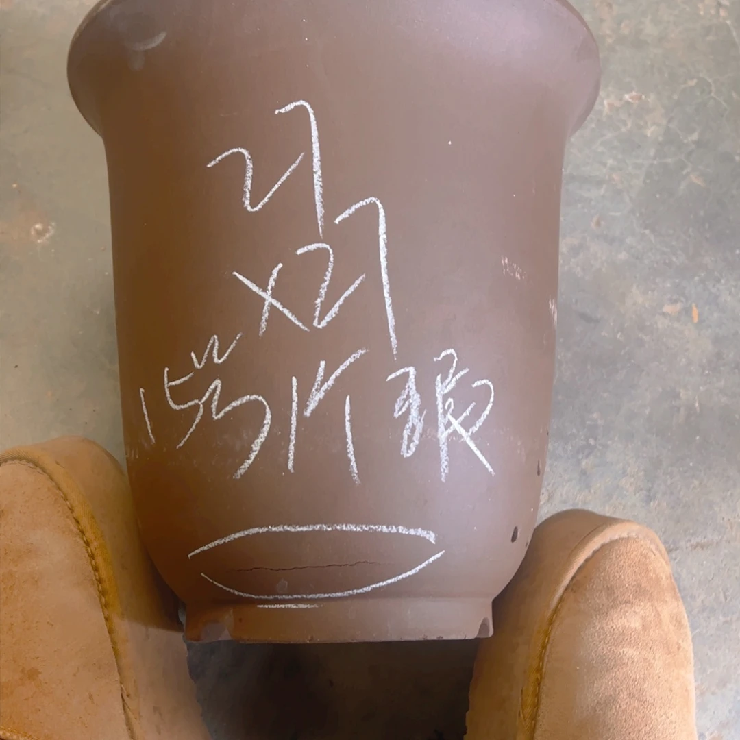 紫砂15……………………………………