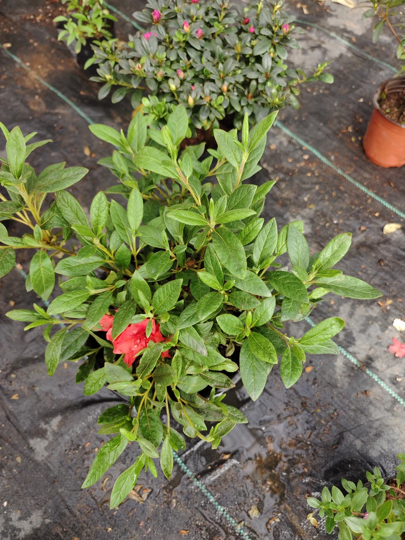 安酷杜鹃红皇冠，四季开花，耐寒耐热露天原生苗