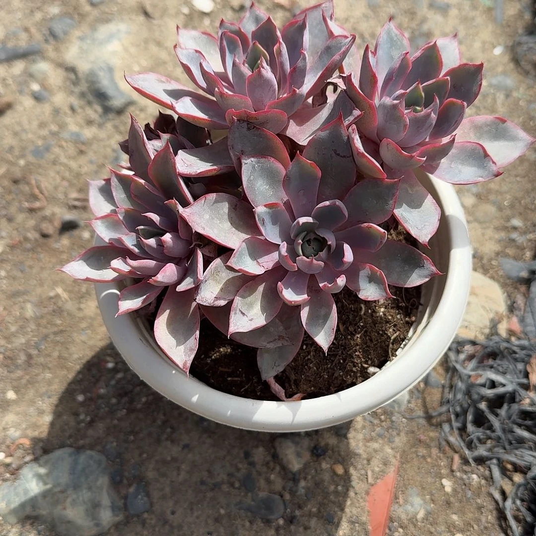赫拉老庄特价多肉植物