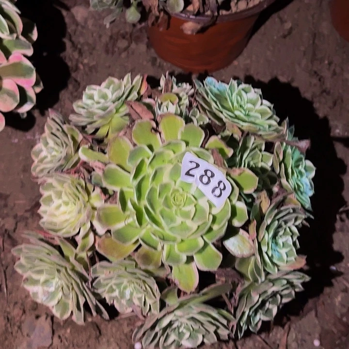 288玉芙蓉多肉植物不售后