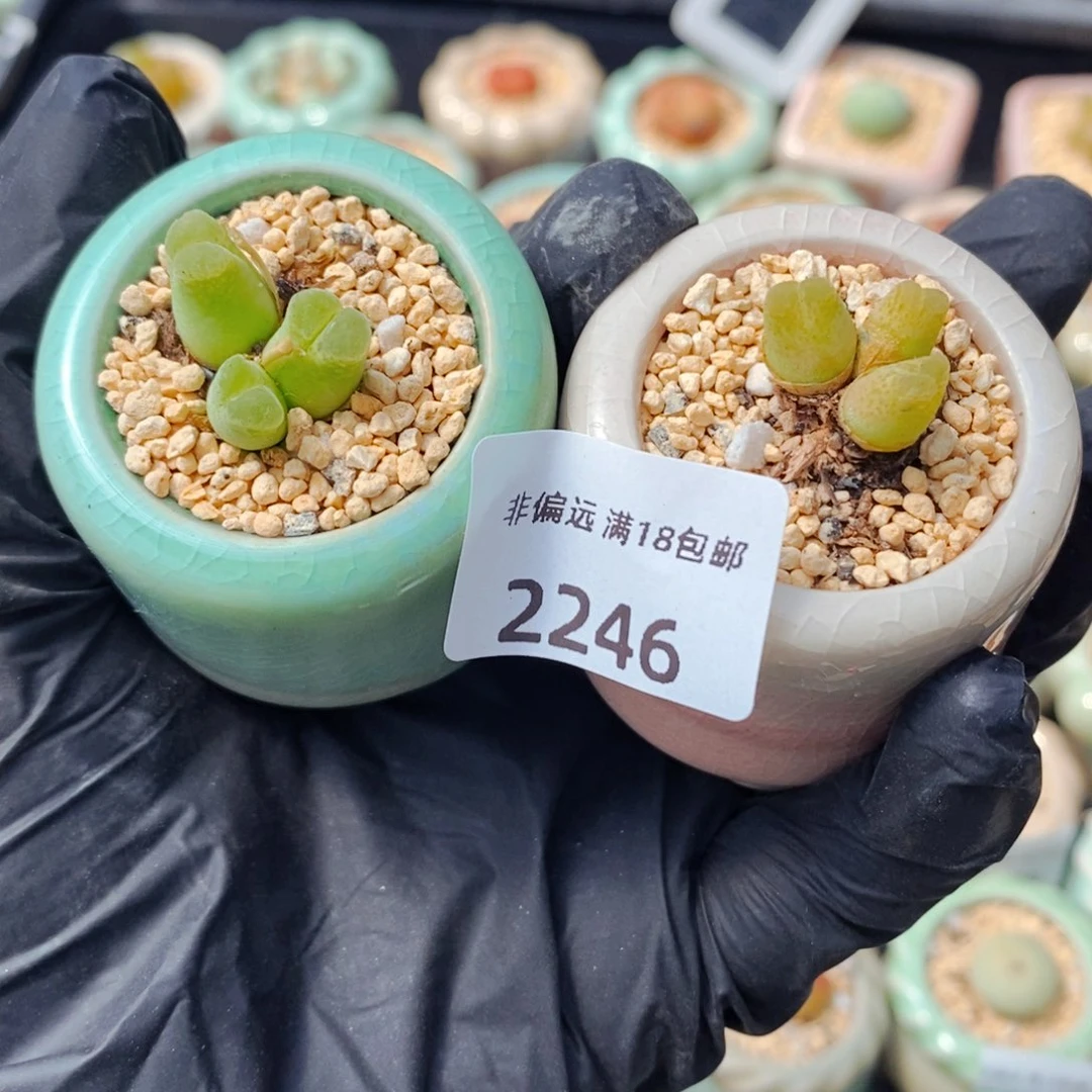 L2246-一物一拍不带盆