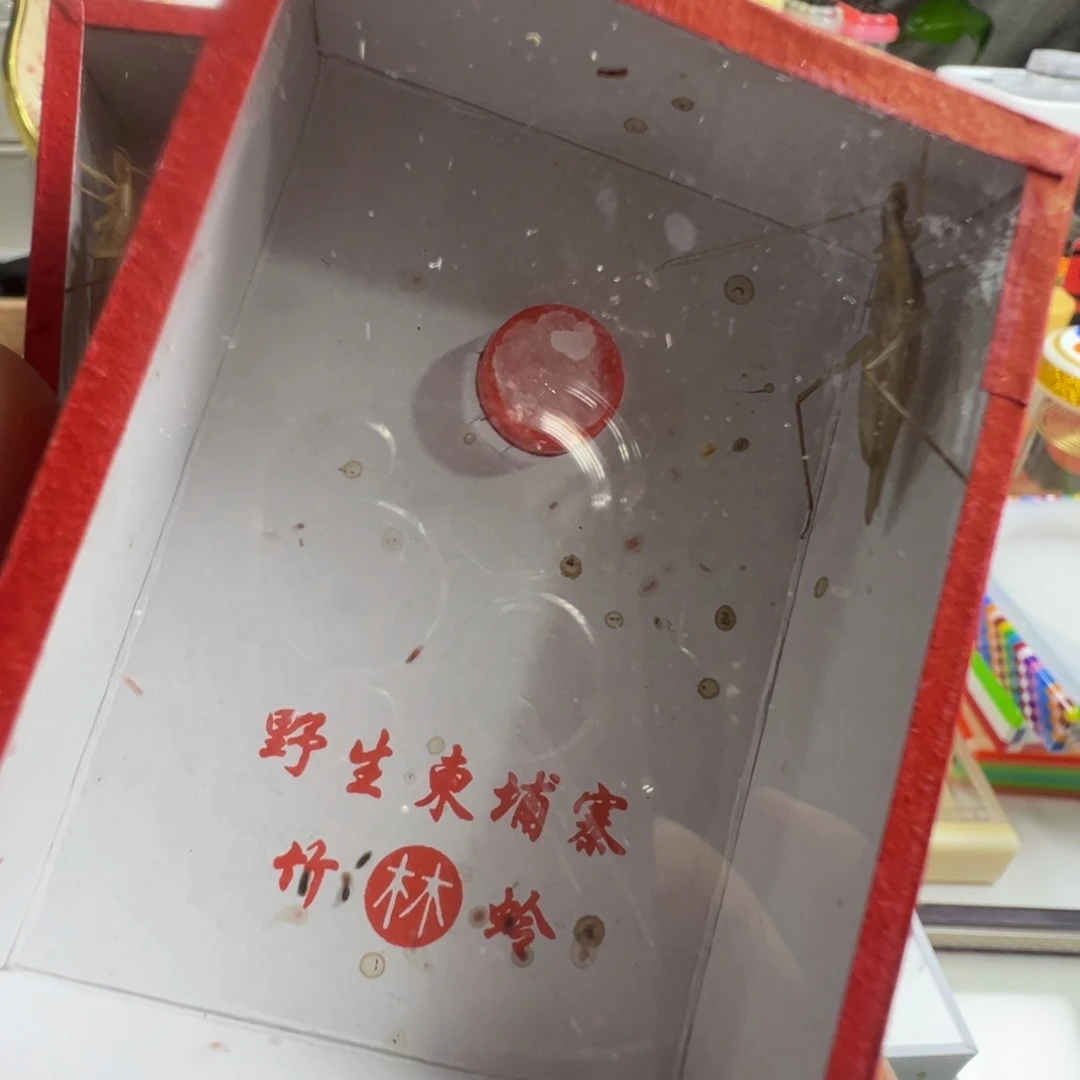 蟋蟀两只柬埔寨竹蛉