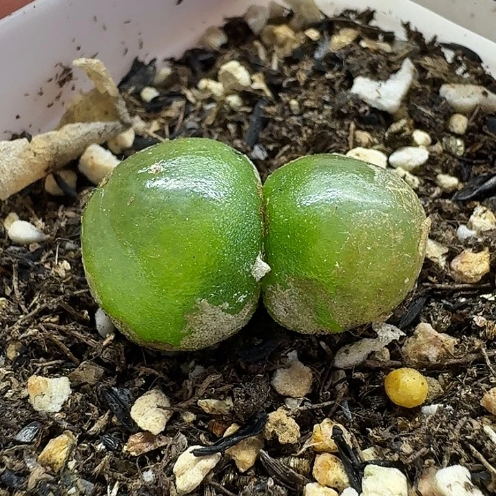 老马生石花双头灯泡535