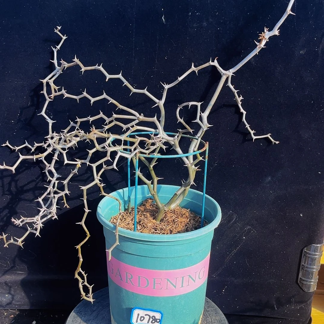 心**飘潮流植物弯曲龙