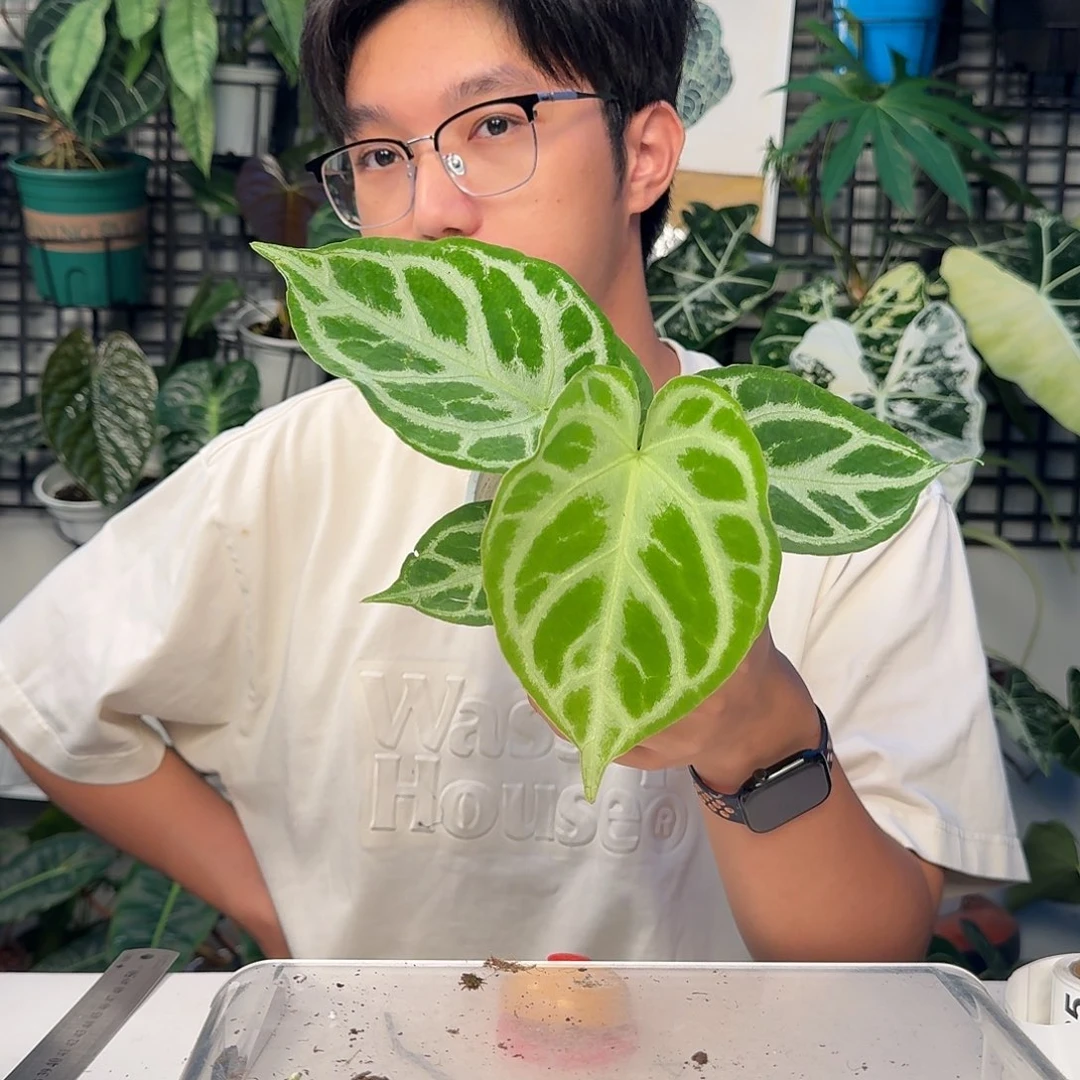 完全开放R18 铜锣烧