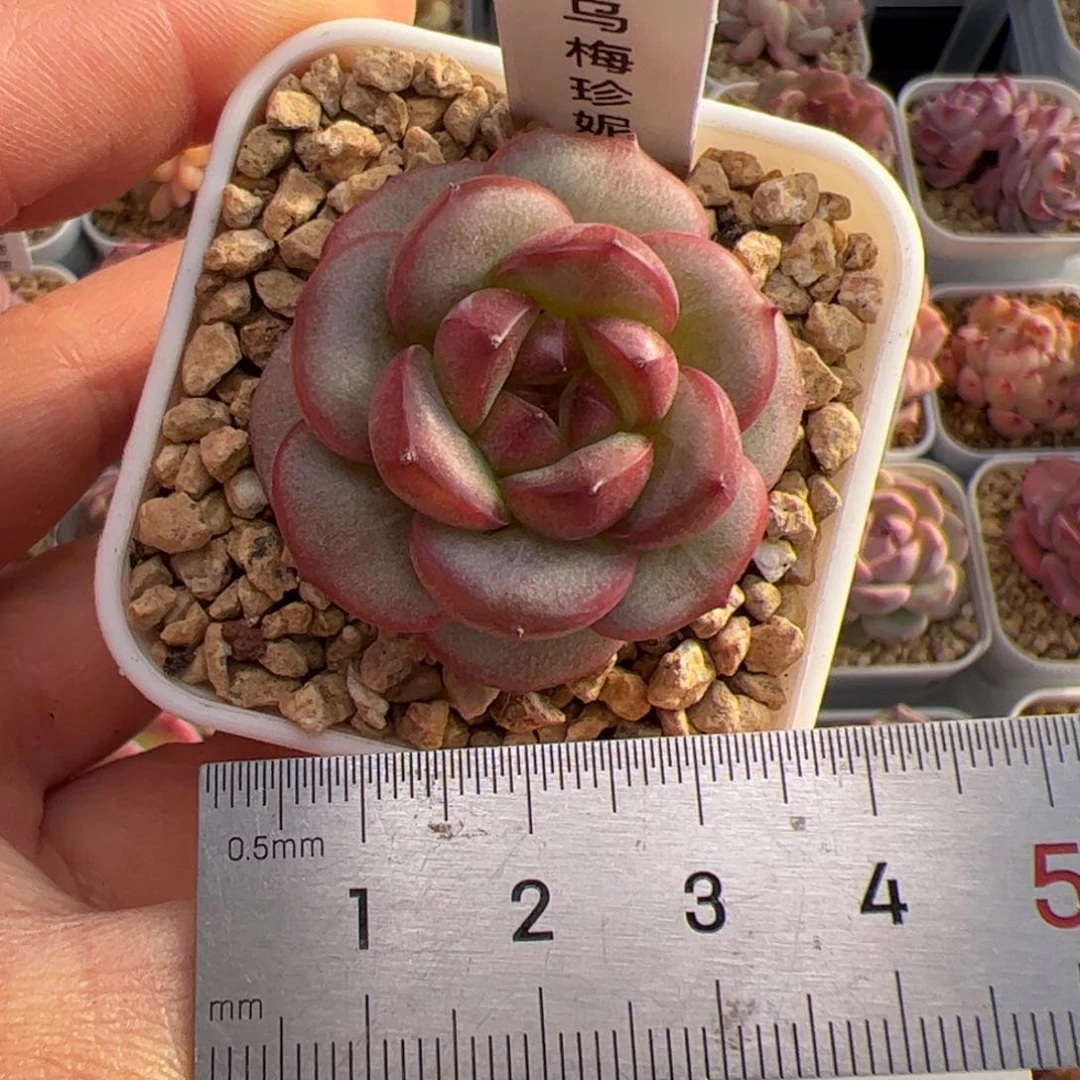 咕***～173 肉植物组合