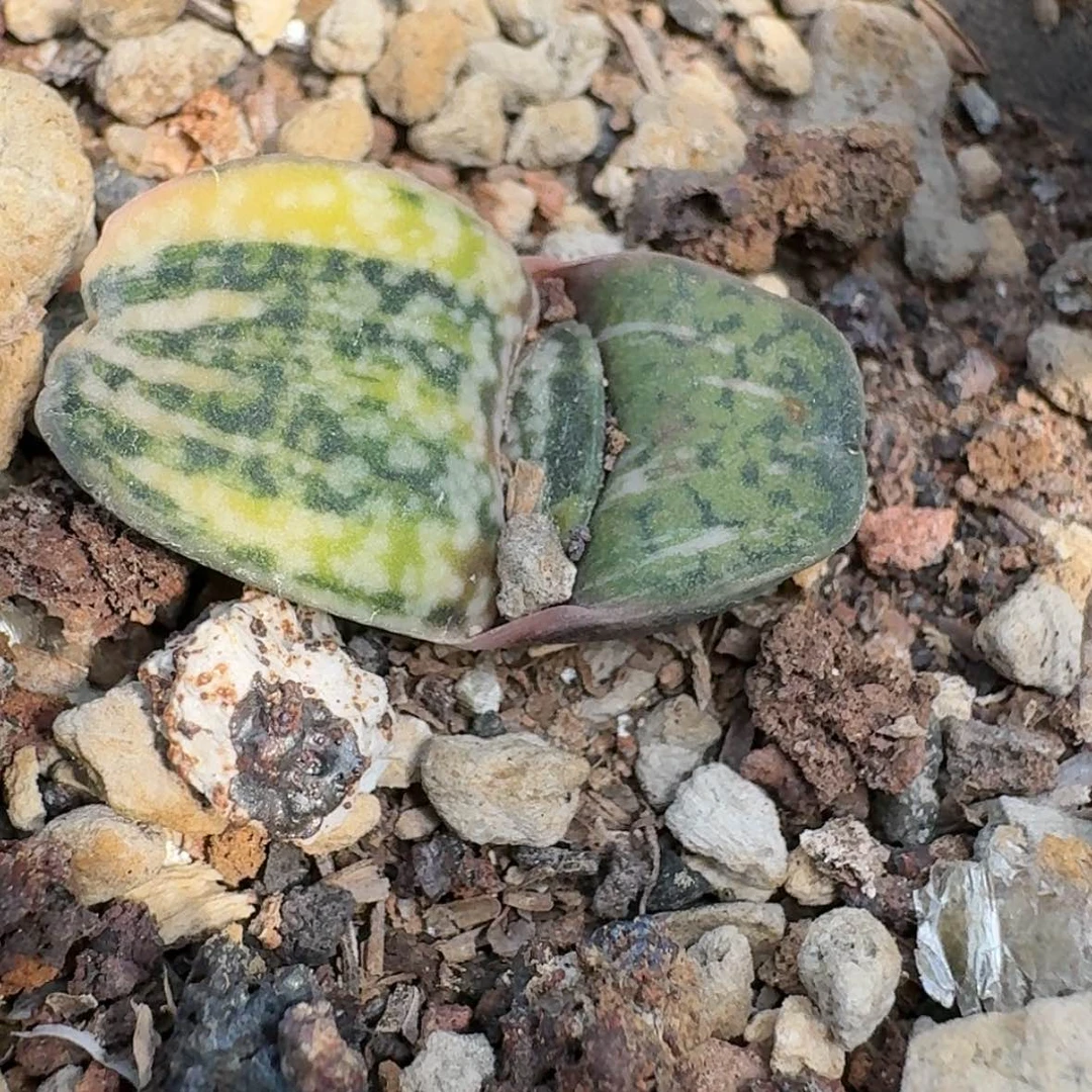 【闪购商品】39恐龙锦呵呵呵呵