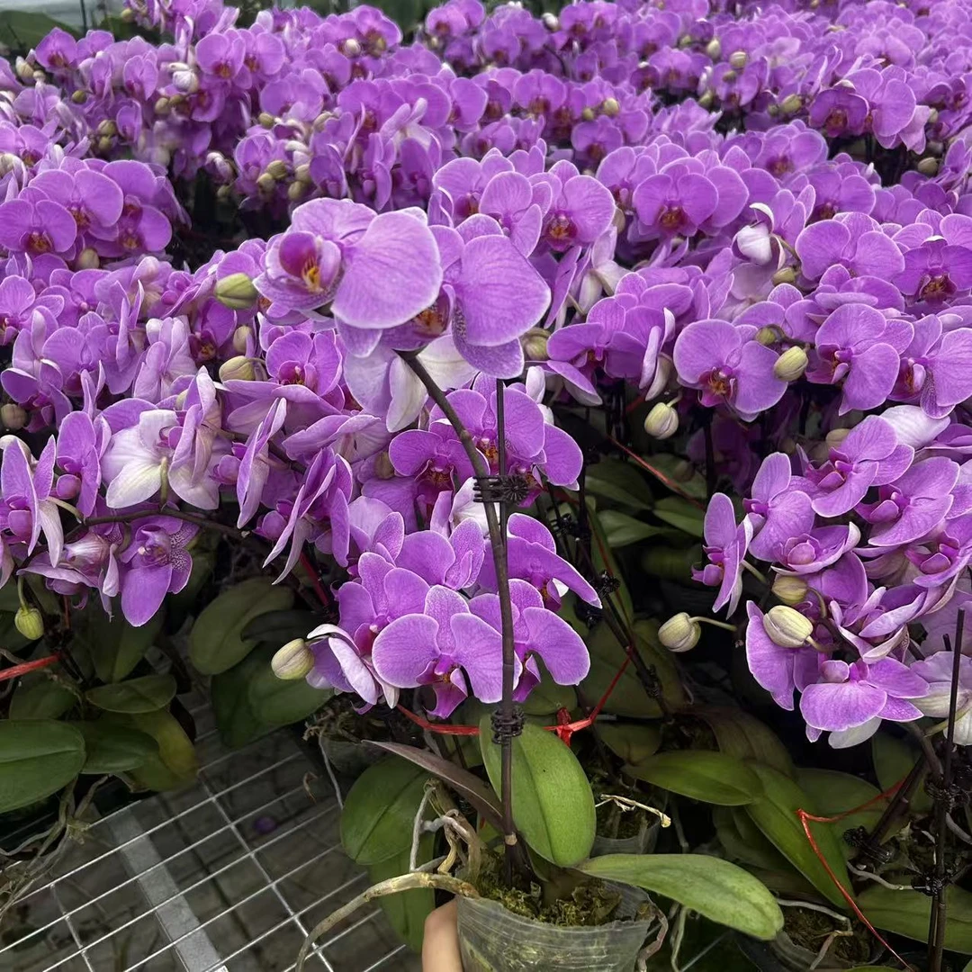 【花之漫】（明日之星）两颗2.8寸杯单剑蝴蝶兰花卉室内阳台桌面盆栽