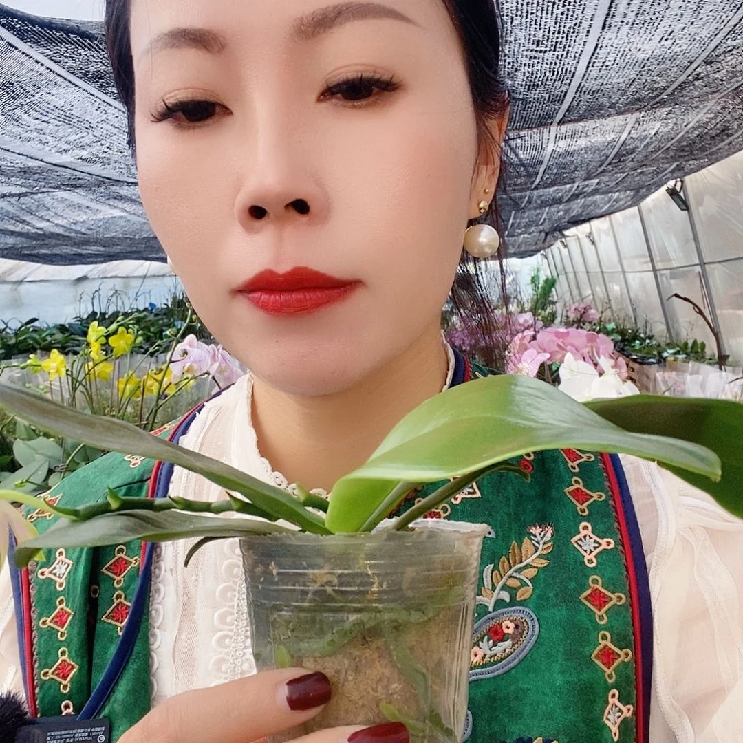 无花朵粉贝蝴蝶兰