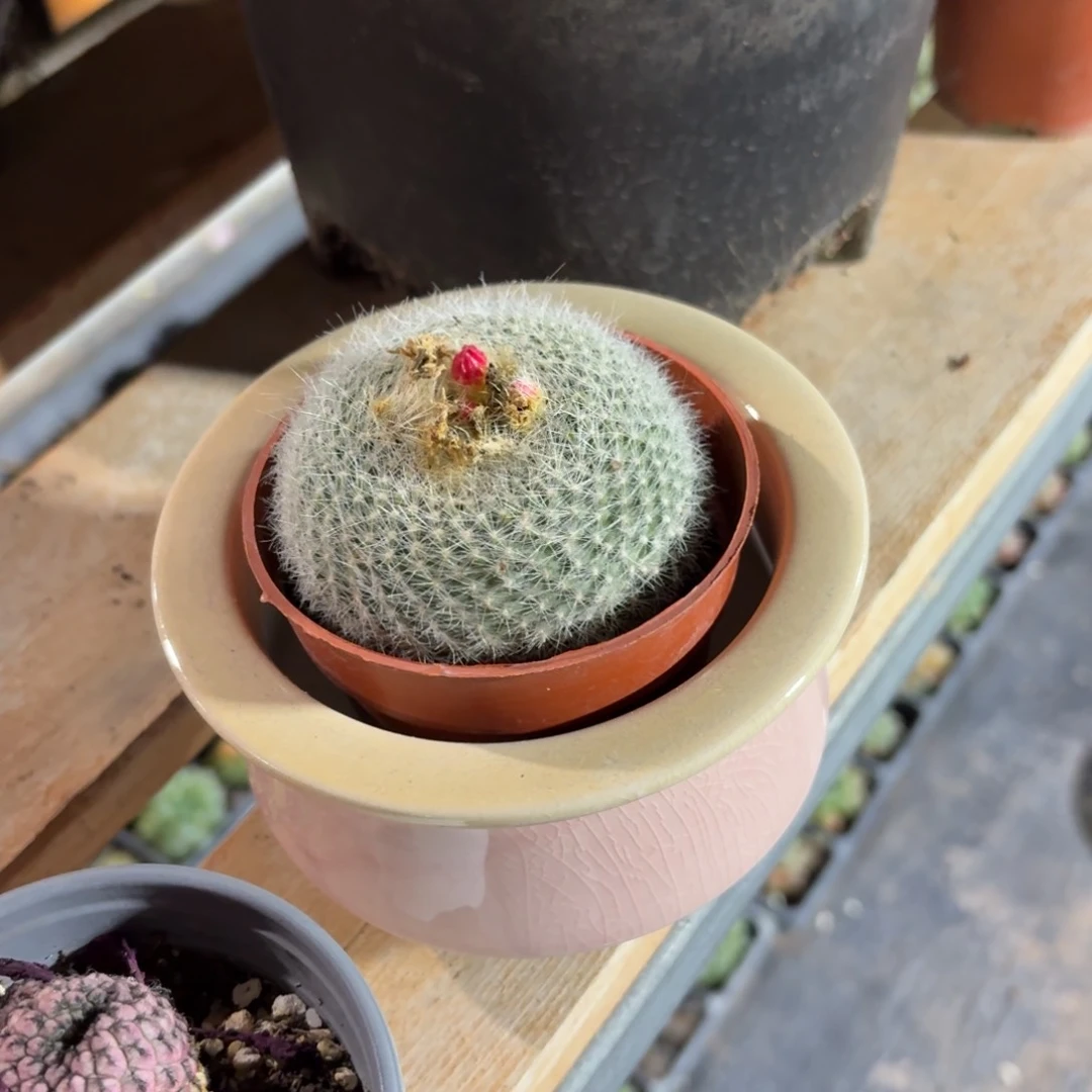 微****i多肉粉色帽檐盆1个