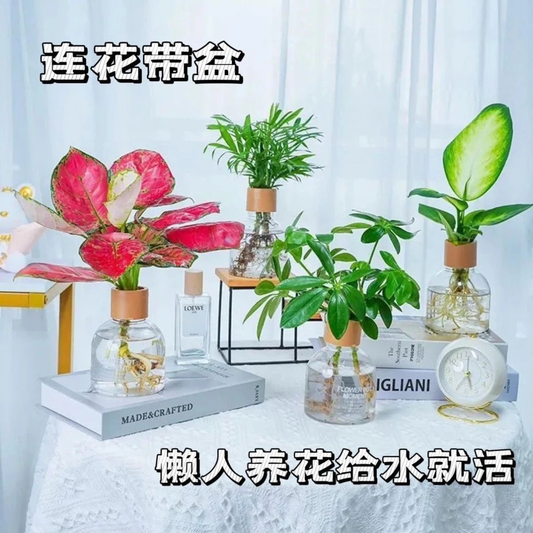 【买三送一】水培绿植四件套净化空气鸭脚木袖珍椰子铂金钻玛丽安