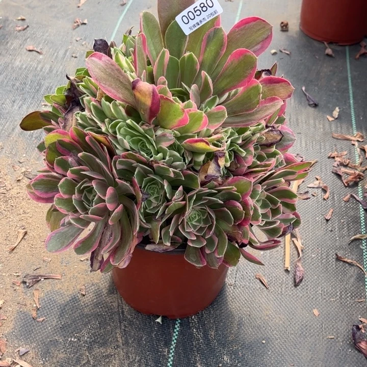 00580邀约多肉植物
