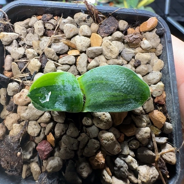 特价卧牛锦苗卧牛锦