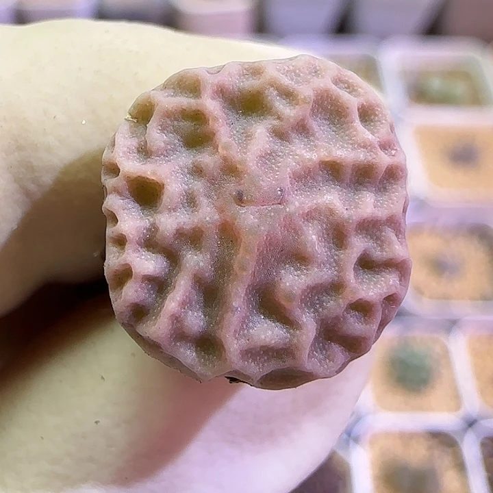 361超级烧麦优选福利