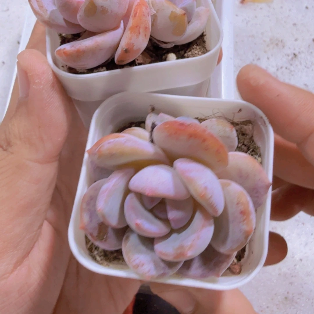 韩版奶茶双头两盆
