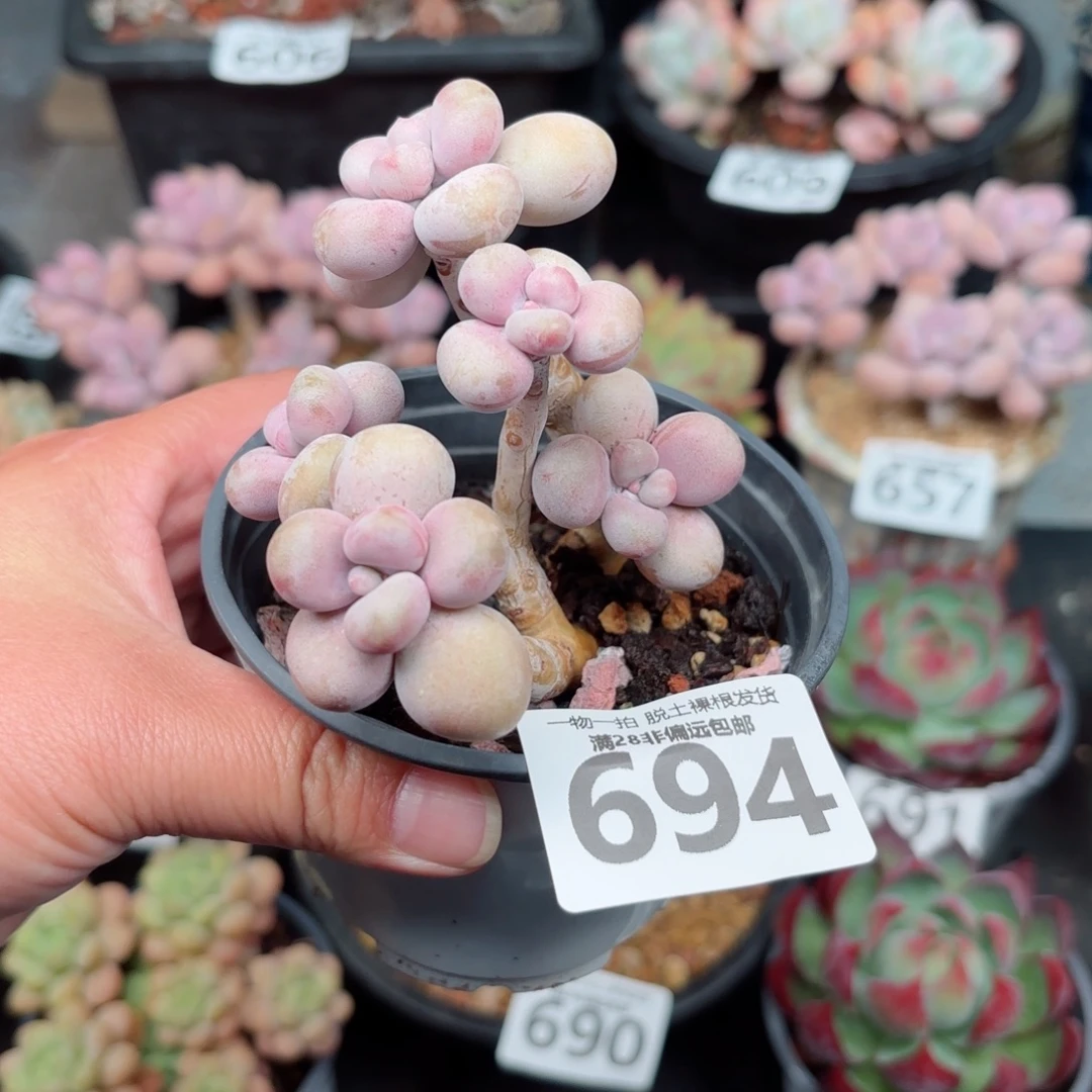 树桩腰子蛋无盆土发货