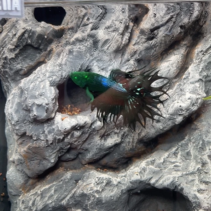 斗鱼10号绿毒液狮王