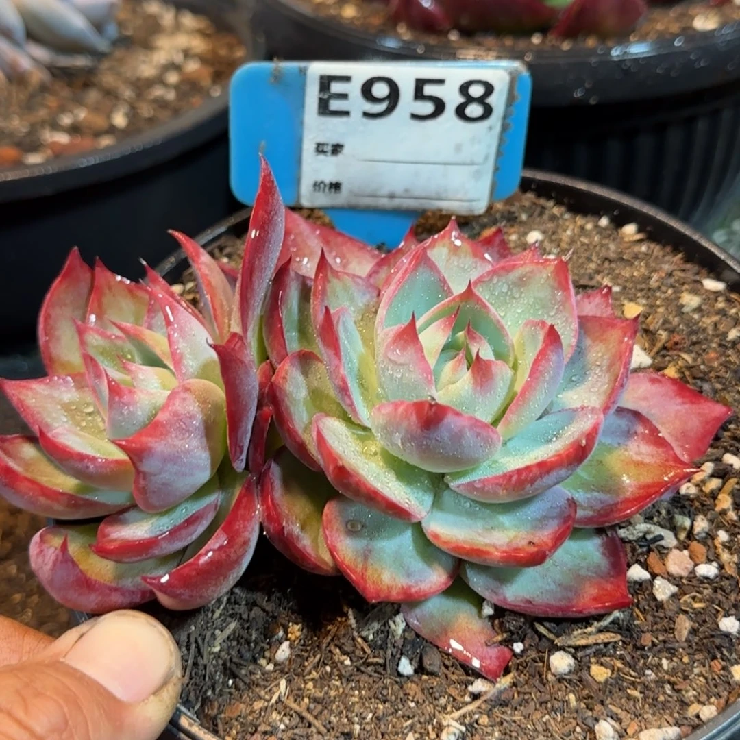 粉红拉丝惊鸿一物一拍包装收缩花旱 958