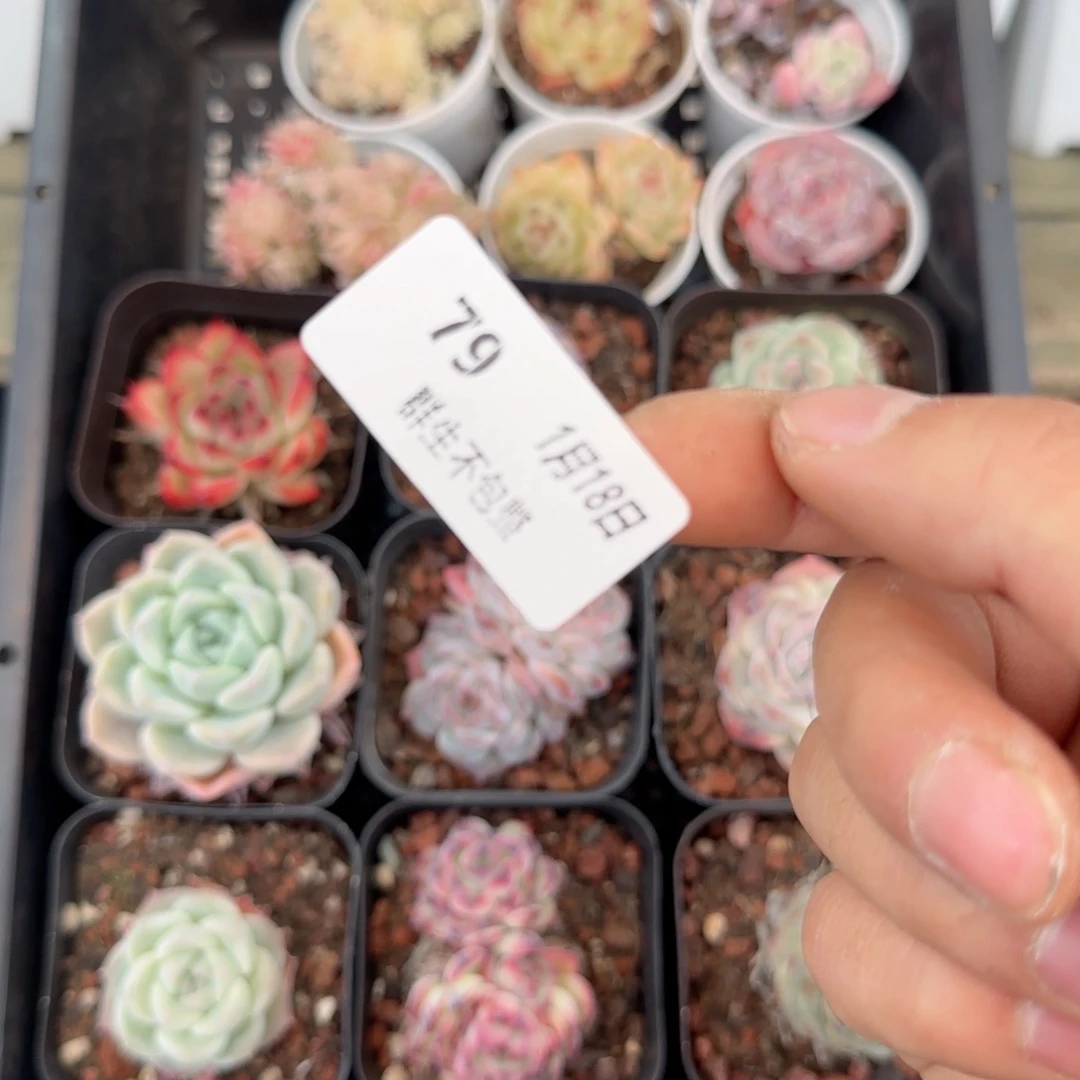 框拍框拍框0118-79