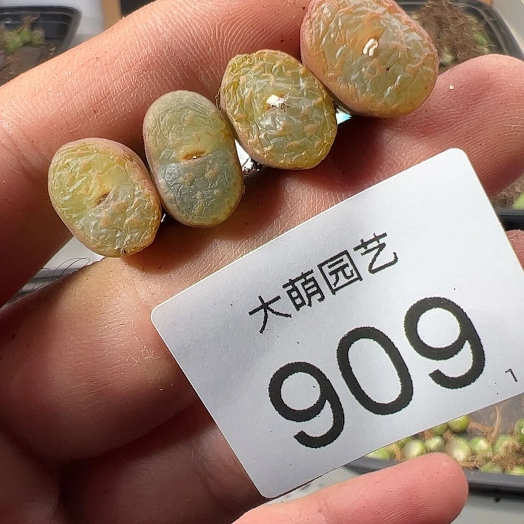 000909 一物一拍……