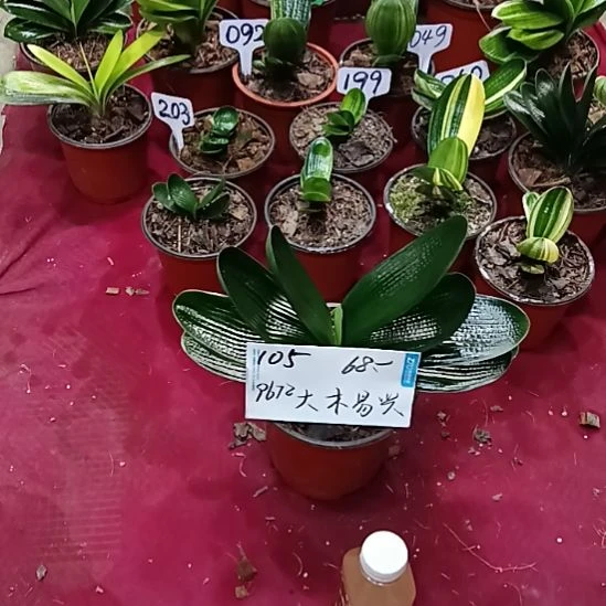 大***兴当前无花栽培后可以开花