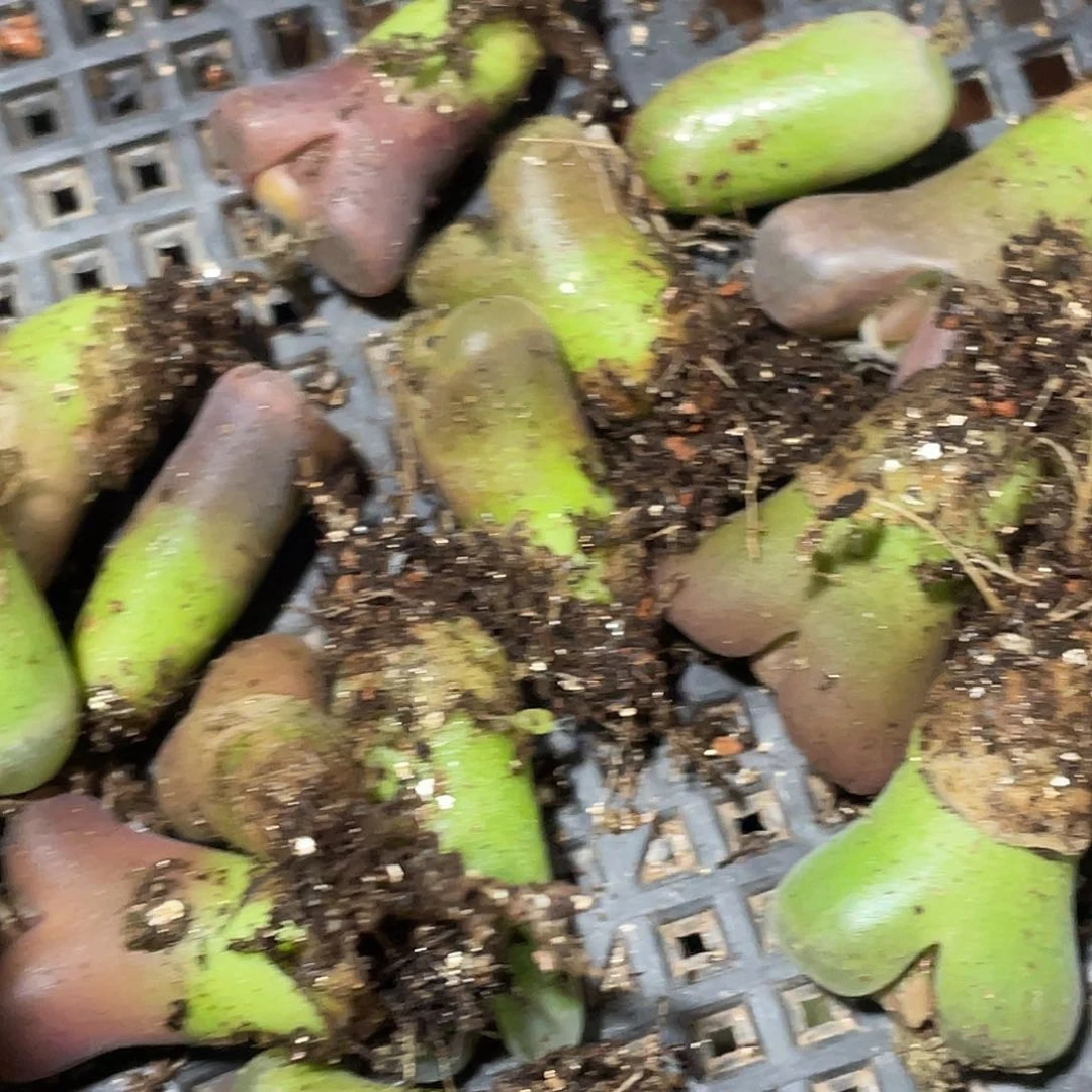 薄****24-20肉锥多肉植物