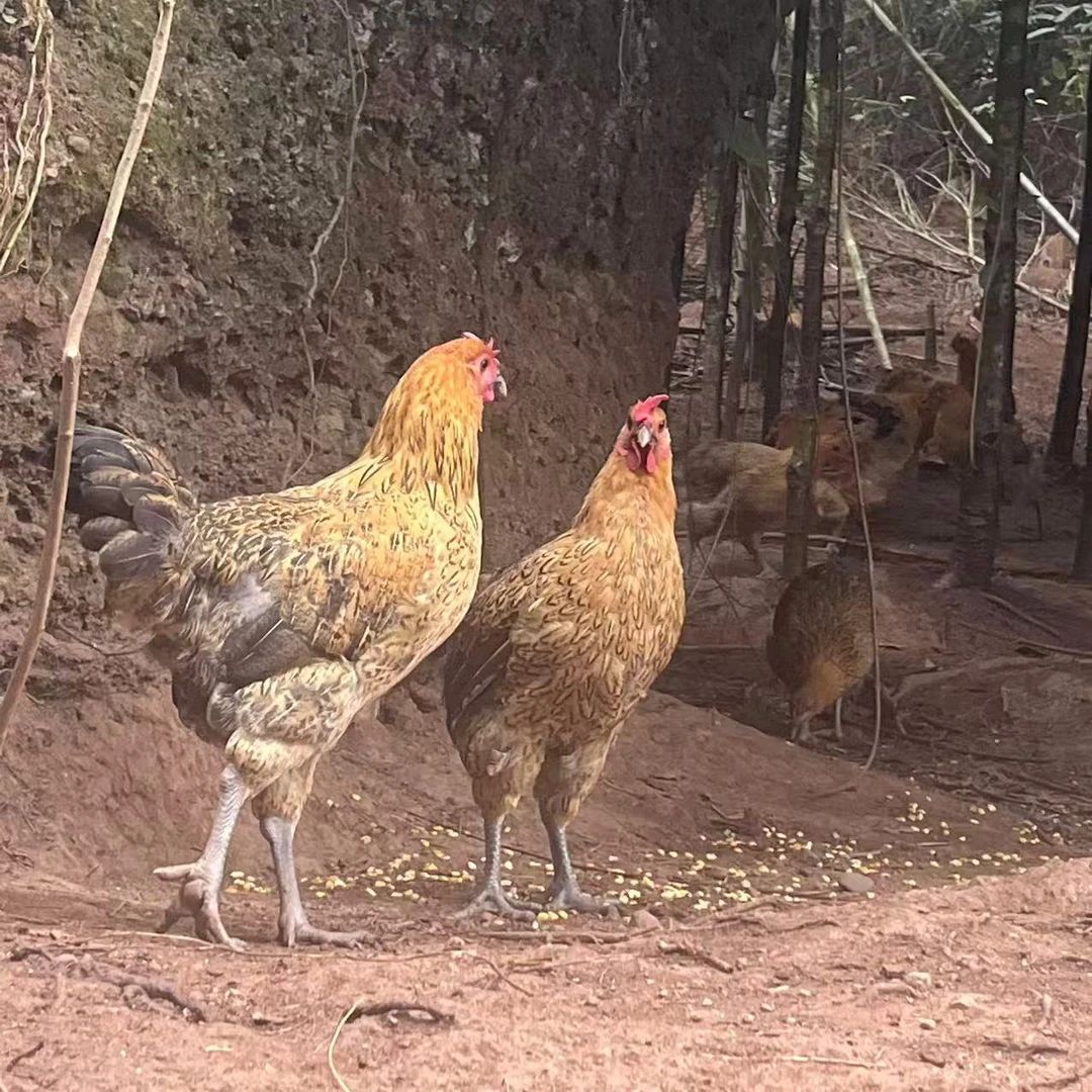 湖南攸县酒埠江本地菜土鸡现称