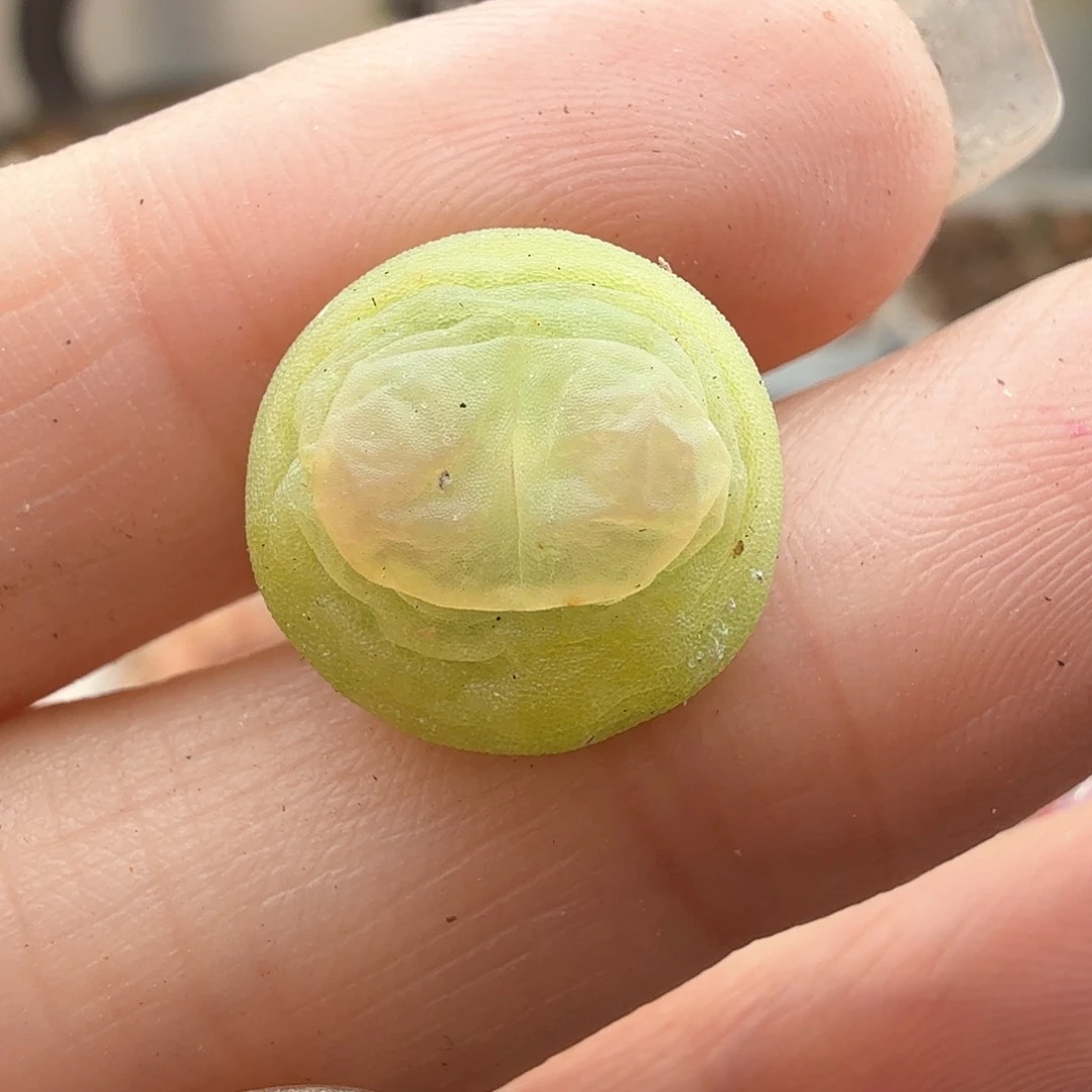 1.2厘米扁扁登/紫皮拉登/多肉