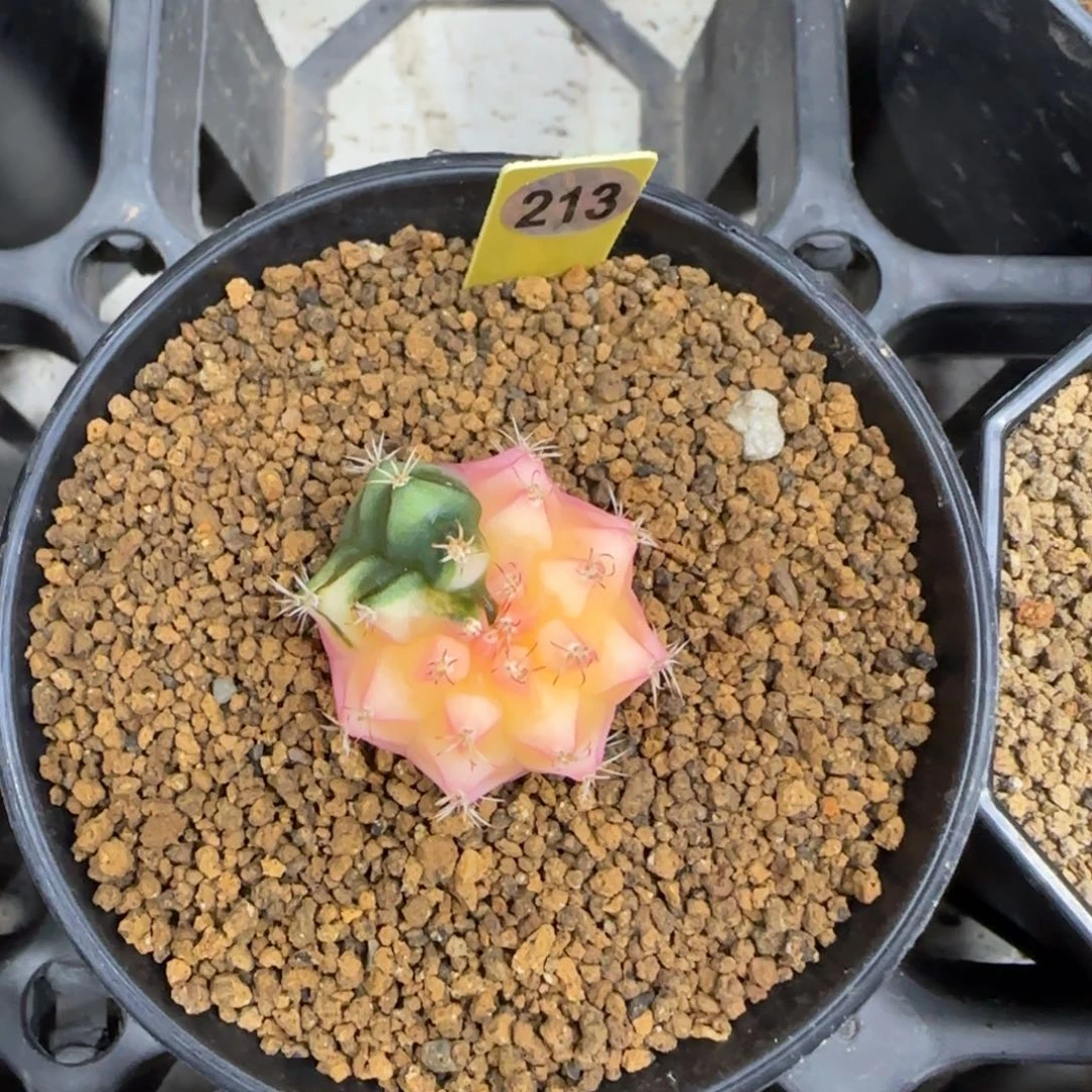 213号实生米哈锦福利价