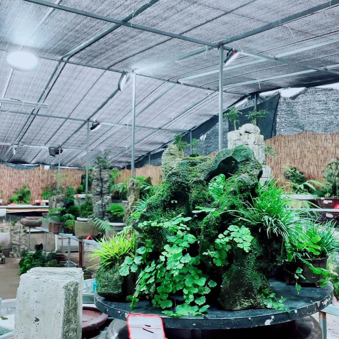 繁***星当前无花栽培后可以开花