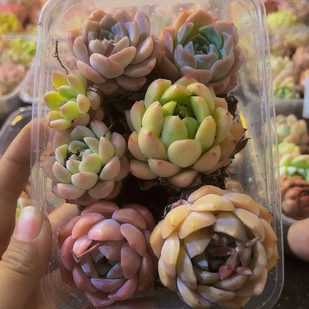 870，拼盘，带盆带土发货