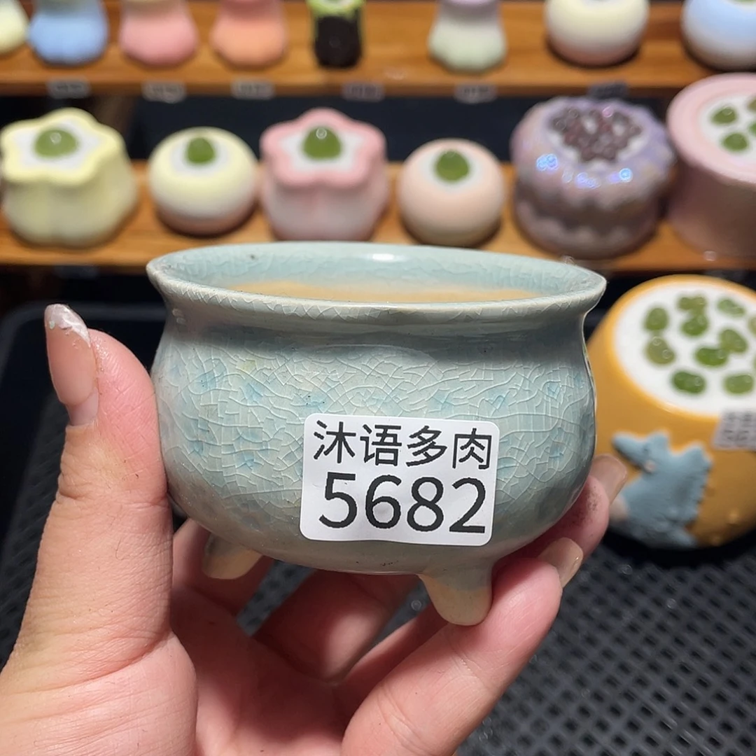 ■***）带盆土植物 一物一拍5682