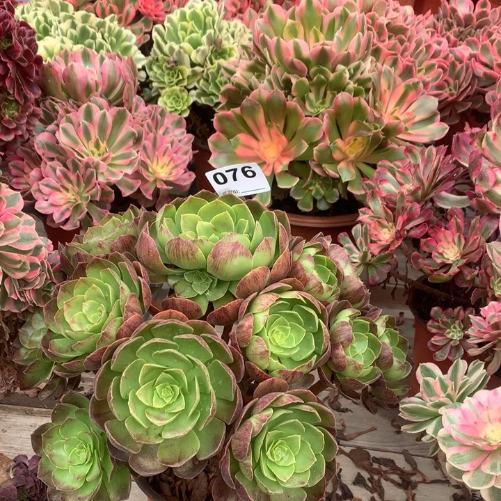 076万圣节拉丝多肉法师