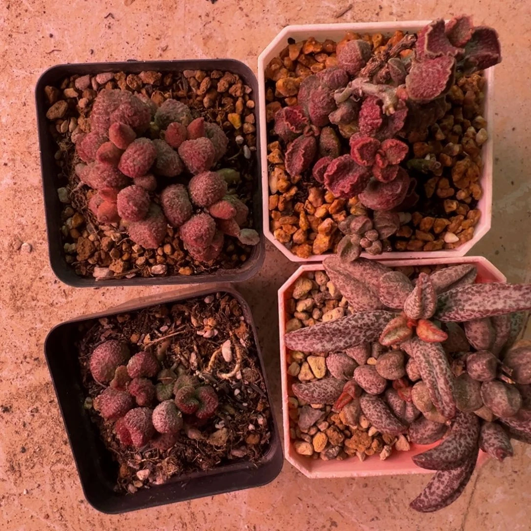 无***羁我们的目标是成为一个优秀