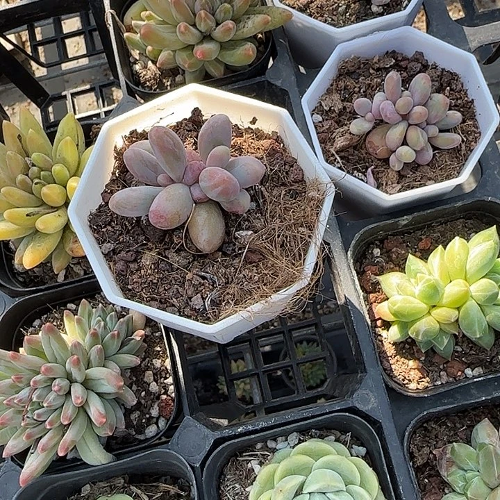 宸***青蛙王子儿童洗发11