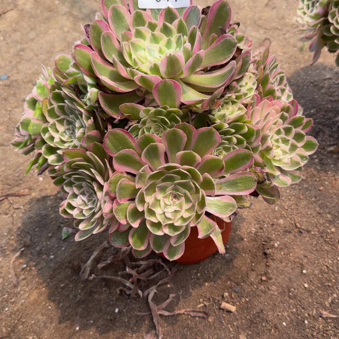 644瑶光。多肉植物