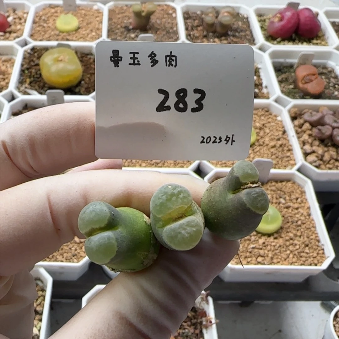 阿*多肉多肉多肉2025-283