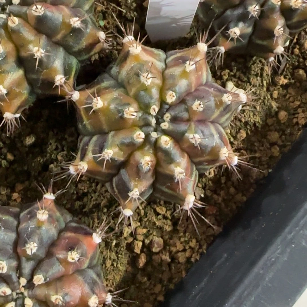 145-0116下播福利泰国发货多肉