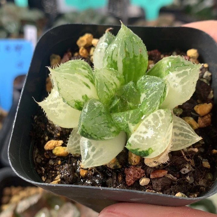 宝莲灯玉露锦一物一拍