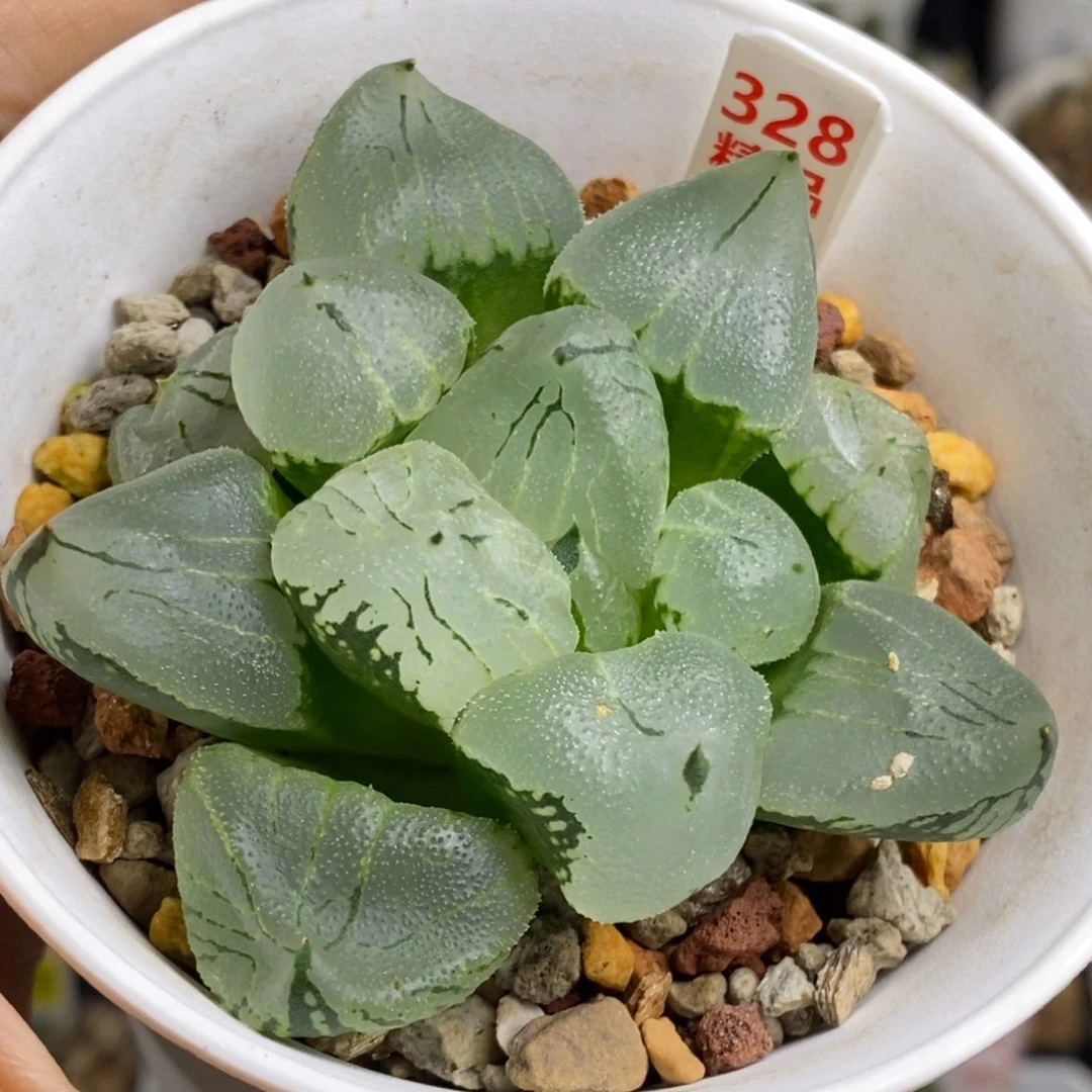 328号虞美人多肉植物