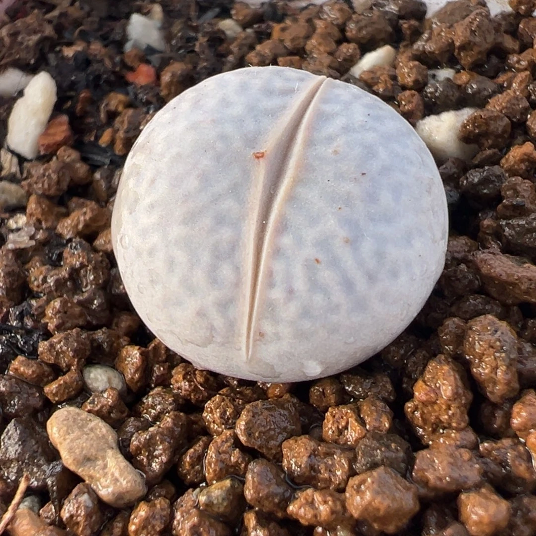 183多肉植物种类多样