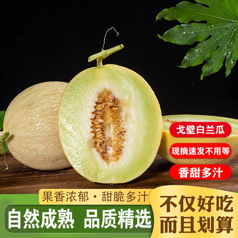 甘肃新鲜沙漠白兰瓜银蒂蜜瓜甜瓜水果爆甜多汁皮薄肉厚整箱直发